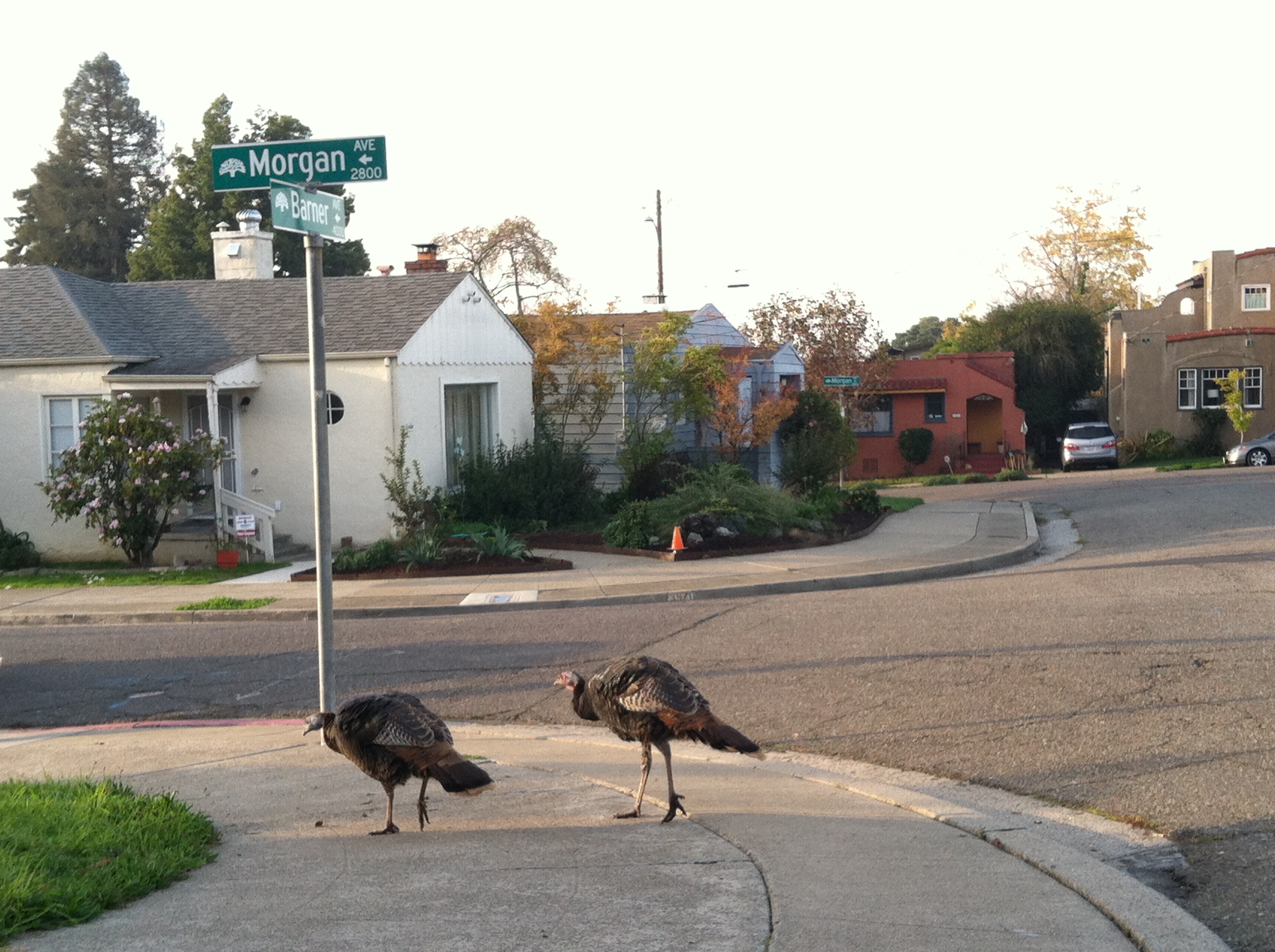 Information about "Barner Turkeys.JPG" on turkeys Oakland LocalWiki